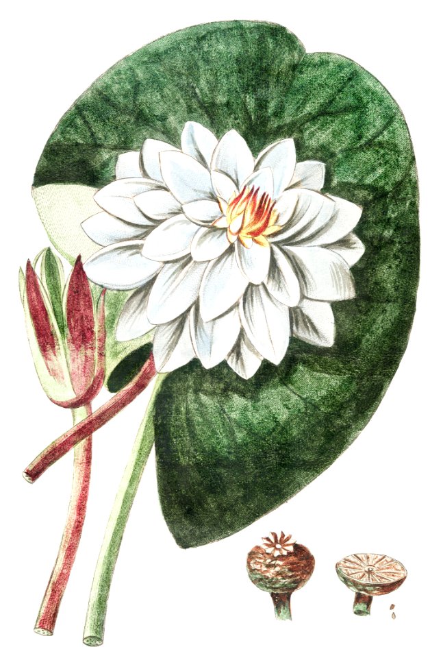 Nymphaea Alba Major (ca. 1772 –1793) by Giorgio Bonelli.
