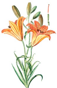 Orange Lily (ca. 1772 –1793) by Giorgio Bonelli.. Free illustration for personal and commercial use.