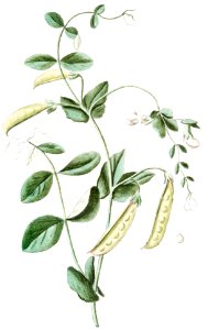Garden Pea (ca. 1772 –1793) by Giorgio Bonelli.. Free illustration for personal and commercial use.