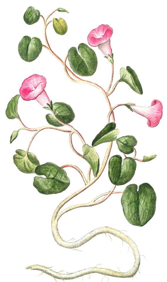 Convolvulus maritimus nostras rotundifolius. Soldanella marina minor. Brassica marina, sive Soldanella (ca. 1772 –1793) by Giorgio Bonelli.