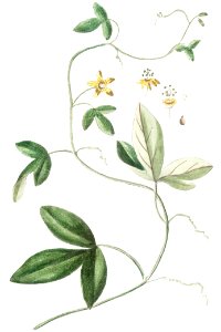 Passion flower (ca. 1772 –1793) by Giorgio Bonelli.. Free illustration for personal and commercial use.