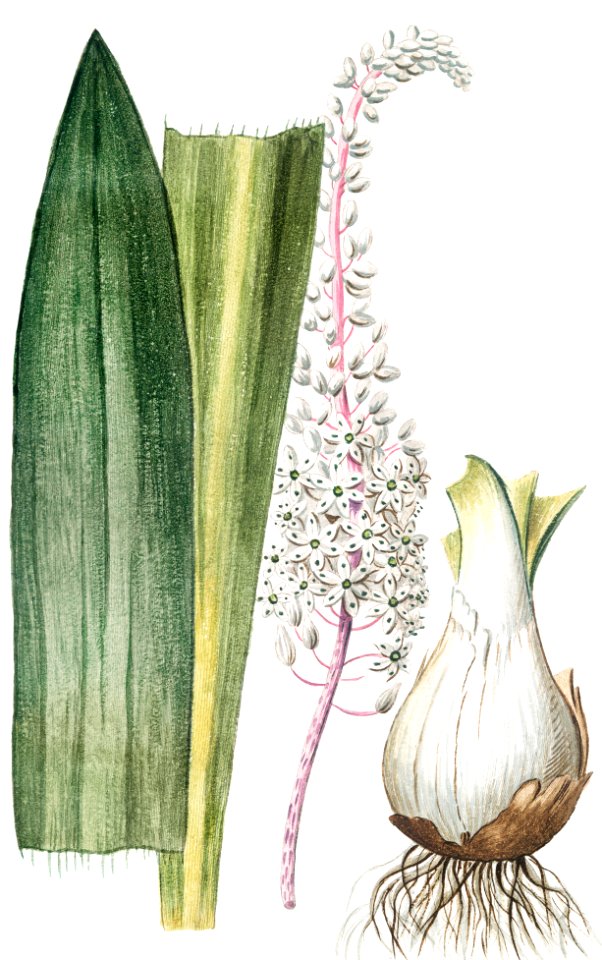 Ornithogalum maritimum, seu Scilla radice alba, Scilla maritima, La Sqiulle (ca. 1772 –1793) by Giorgio Bonelli.