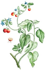 Solanum Spinosum, Indicum, Borraginis flore (ca. 1772 –1793) by Giorgio Bonelli.