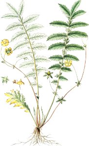 Silver Cinquefoil (ca. 1772 –1793) by Giorgio Bonelli.. Free illustration for personal and commercial use.