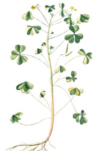 Oxys, sive Trifolium acetosum, corniculatum, erectum, caulibus rubentibus, floribus luteis (ca. 1772 –1793) by Giorgio Bonelli.. Free illustration for personal and commercial use.