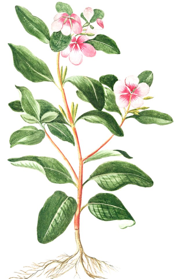 Greater Periwinkle (ca. 1772 –1793) by Giorgio Bonelli.
