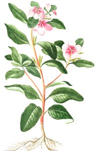 Greater Periwinkle (ca. 1772 –1793) by Giorgio Bonelli.. Free illustration for personal and commercial use.