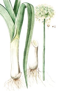 Leek (ca. 1772 –1793) by Giorgio Bonelli.. Free illustration for personal and commercial use.