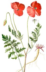 Papaver Rhoeas (ca. 1772 –1793) by Giorgio Bonelli.. Free illustration for personal and commercial use.