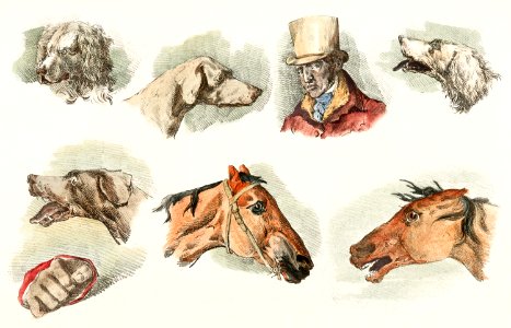 Vintage illustration showing heads of dogs, horses and head of a man from Sporting Sketches (1817-1818) by Henry Alken (1784-1851).