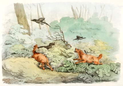 Illustration of dogs chasing birds from Sporting Sketches (1817-1818) by Henry Alken (1784-1851).