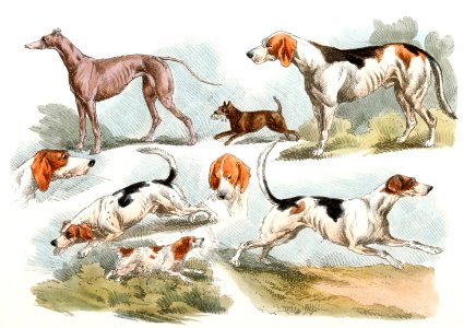Illustration of hunting dogs from Sporting Sketches (1817-1818) by Henry Alken (1784-1851).