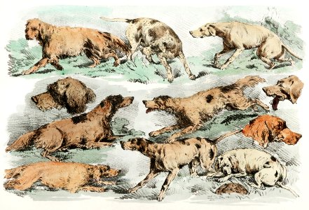 Illustration of hounds from Sporting Sketches (1817-1818) by Henry Alken (1784-1851).. Free illustration for personal and commercial use.