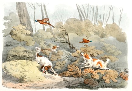 Illustration of dogs chasing pheasants from Sporting Sketches (1817-1818) by Henry Alken (1784-1851).. Free illustration for personal and commercial use.