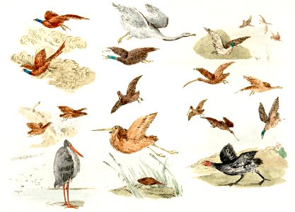 Illustration of game birds from Sporting Sketches (1817-1818) by Henry Alken (1784-1851).. Free illustration for personal and commercial use.