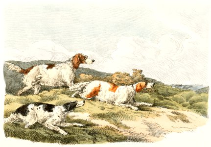 Illustration of running hounds from Sporting Sketches (1817-1818) by Henry Alken (1784-1851).