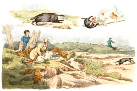 Illustration of badger hunting: dogs chasing and attacking badgers from Sporting Sketches (1817-1818) by Henry Alken (1784-1851).. Free illustration for personal and commercial use.