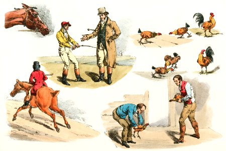 Illustration of gamecocks from Sporting Sketches (1817-1818) by Henry Alken (1784-1851).