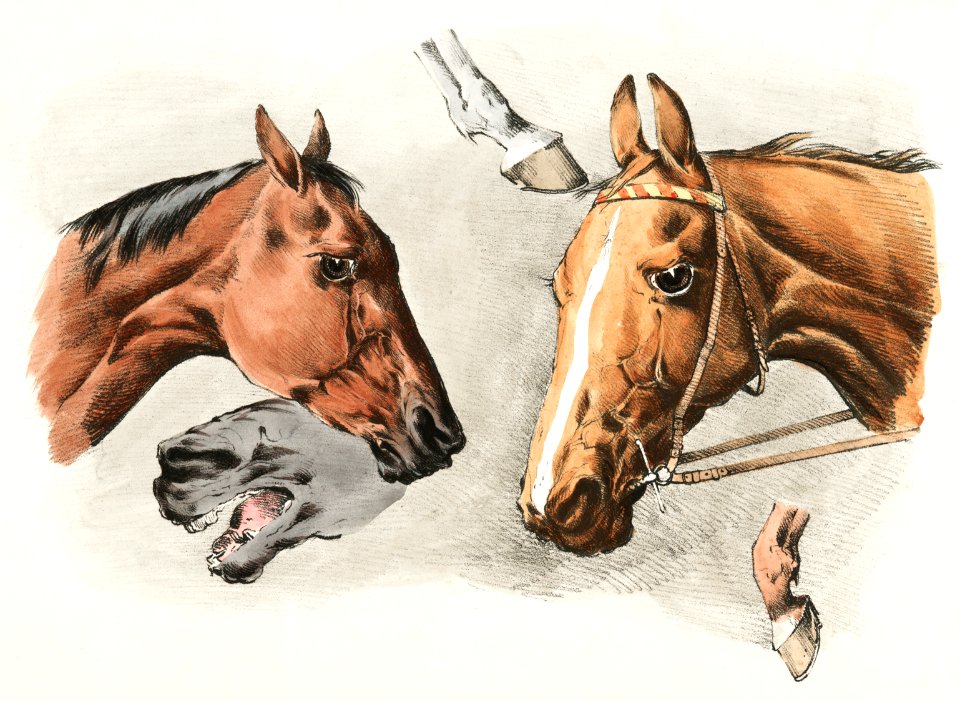Illustration of horse heads and hoofs from Sporting Sketches (1817-1818) by Henry Alken (1784-1851).