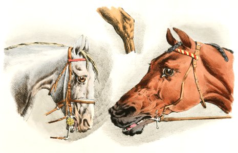Illustration of heads of white and brown horses from Sporting Sketches (1817-1818) by Henry Alken (1784-1851).. Free illustration for personal and commercial use.