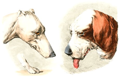 Illustration of two dog's heads and paw from Sporting Sketches (1817-1818) by Henry Alken (1784-1851).