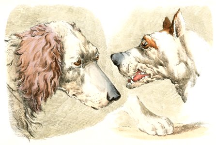Illustration of two dog's heads and paw from Sporting Sketches (1817-1818) by Henry Alken (1784-1851).. Free illustration for personal and commercial use.