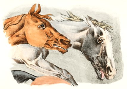 Illustration of parts of white and brown horses from Sporting Sketches (1817-1818) by Henry Alken (1784-1851).