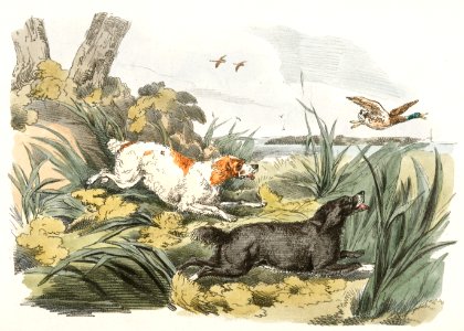 Illustration of hounds on the hunt from Sporting Sketches (1817-1818) by Henry Alken (1784-1851).