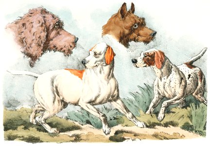 Illustration of two dogs and two dog heads from Sporting Sketches (1817-1818) by Henry Alken (1784-1851).