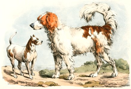 Illustration of two hunting dogs from Sporting Sketches (1817-1818) by Henry Alken (1784-1851).. Free illustration for personal and commercial use.