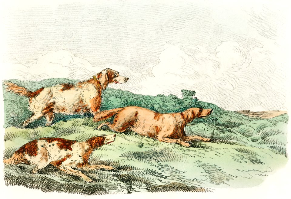 Illustration of hounds from Sporting Sketches (1817-1818) by Henry Alken (1784-1851).. Free illustration for personal and commercial use.