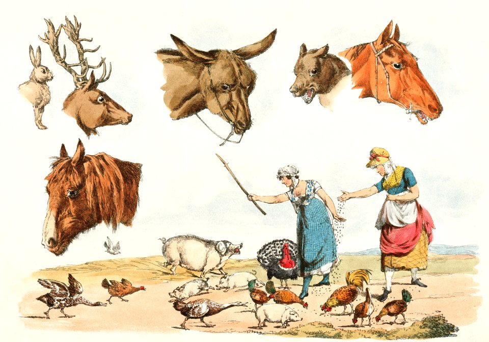 Illustration of two women feeding domestic birds, (also six heads of domestic and wild animals) from Sporting Sketches (1817-1818) by Henry Alken (1784-1851).