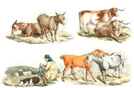 Illustration of knitting shepherd from Sporting Sketches (1817-1818) by Henry Alken (1784-1851).