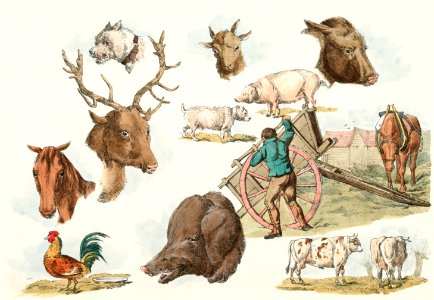 Illustration of heads of domestic and wild animals and full figure of a dog, pig, horse, cows and a cock; a working farmer from Sporting Sketches (1817-1818) by Henry Alken (1784-1851).