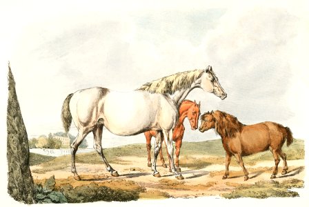 Illustration of two horses and a pony from Sporting Sketches (1817-1818) by Henry Alken (1784-1851).