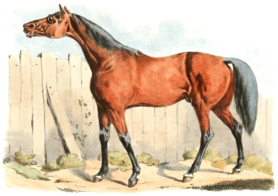Illustration of dark-brown horse from Sporting Sketches (1817-1818) by Henry Alken (1784-1851).. Free illustration for personal and commercial use.