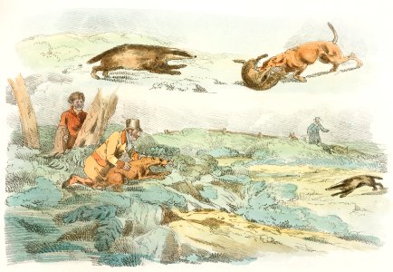 Illustration of badger hunting: dogs chasing and attacing badgers from Sporting Sketches (1817-1818) by Henry Alken (1784-1851).