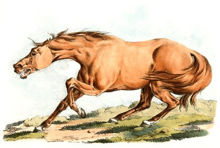 Illustration of light-brown horse from Sporting Sketches (1817-1818) by Henry Alken (1784-1851).