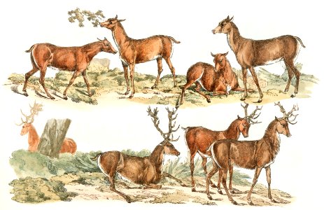 Illustration of hinds; stags or red deer from Sporting Sketches (1817-1818) by Henry Alken (1784-1851).