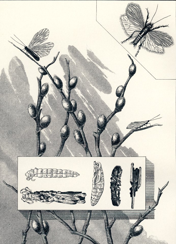 Duns from Favorite Flies and Their Histories by Mary Orvis Marbury. Digitally enhanced from our own original publication.