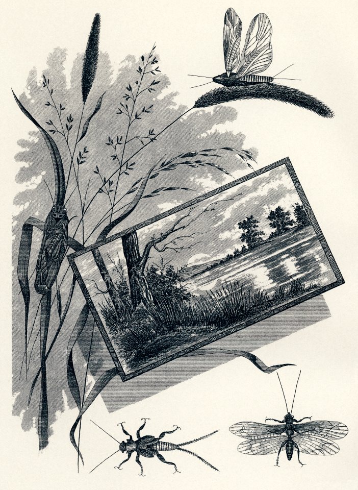 Brown, Stone-flies from Favorite Flies and Their Histories by Mary Orvis Marbury. Digitally enhanced from our own original 1892 Edition.