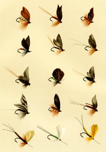 Trout Flies from Favorite Flies and Their Histories by Mary Orvis Marbury. Digitally enhanced from our own original 1892 Edition.. Free illustration for personal and commercial use.