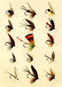 Trout Flies from Favorite Flies and Their Histories by Mary Orvis Marbury. Digitally enhanced from our own original 1892 Edition.. Free illustration for personal and commercial use.