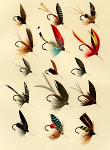 Trout Flies from Favorite Flies and Their Histories by Mary Orvis Marbury. Digitally enhanced from our own original 1892 Edition.. Free illustration for personal and commercial use.