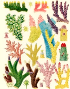 Great Barrier Reef Corals from The Great Barrier Reef of Australia (1893) by William Saville-Kent (1845-1908). Digitally enhanced from our own original edition.  Fig 1-2: Madrepora Prostrata  Fig 3: Madrepora Kenti  Fig 4: Madrepora Ornata  Fig 5: Madrepora Decipiens  Fig 6: Mdrepora Laxa  Fig 7: Madrepora secunda  Fig 8 : Madrepora Grandis  Fig 9-10: Madrepora Gemmifera  Fig 11: Madrepora Elseyi  Fig 12: Madrepora Pulchra  Fig 13-15: Madrepora Hebes  Fig 16: Madrepora Scabrosa  Fig 17: Madrepora Divaricata