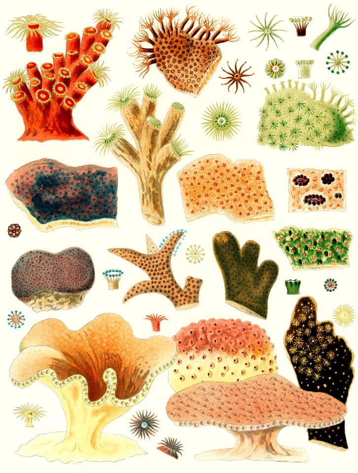 Great Barrier Reef Corals from The Great Barrier Reef of Australia (1893) by William Saville-Kent (1845-1908). Digitally enhanced from our own original edition.  Fig 1 : Dendrophyllai coccinea  Fig 2 : Alveopora Clavaria  Fig 3 : Alveopora Viridia  Fig 4 : Dendrophyllia axifuge  Fig 5 : Montipora Foliosa  Fig 6 : Montipora expansa  Fig 7 : Porites astroeoides  Fig 8 : Porites Divaricata  Fig 9 : Porites Furcata  Fig 10 : Montipora verrucosa  Fig 11 : Turbinaria Patula  Fig 12 : Turbinaria Peltata  Fig 13 : Turbinaria Punctifera  Fig 14 : Turbinaria Cinerascens