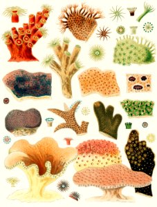 Great Barrier Reef Corals from The Great Barrier Reef of Australia (1893) by William Saville-Kent (1845-1908). Digitally enhanced from our own original edition.  Fig 1 : Dendrophyllai coccinea  Fig 2 : Alveopora Clavaria  Fig 3 : Alveopora Viridia  Fig 4 : Dendrophyllia axifuge  Fig 5 : Montipora Foliosa  Fig 6 : Montipora expansa  Fig 7 : Porites astroeoides  Fig 8 : Porites Divaricata  Fig 9 : Porites Furcata  Fig 10 : Montipora verrucosa  Fig 11 : Turbinaria Patula  Fig 12 : Turbinaria Peltata  Fig 13 : Turbinaria Punctifera  Fig 14 : Turbinaria Cinerascens