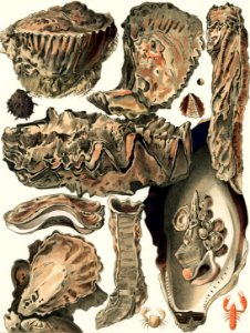 Great Barrier Reef Oysters from The Great Barrier Reef of Australia (1893) by William Saville-Kent (1845-1908). Digitally enhanced from our own original edition. Fig 1: Coral Rock Oyster, Ostrea Mordax Fig 2: Cucullata Fig 3-4: Trap-door Oysters, Ostrea Mordax, Cornucopioeformis Fig 5: Cockscomb Oyster, Ostrea crista-galli Fig 6: Saddle Oyster, Ostrea Sellaformis Fig 7: Black-edged Oyster, ostrea nigro-marginata Fig 8: Urosalpinx Pavice Fig 9: Potamides eberninus Fig 10-11: Ostrea Glomerata Fig 12: Pea-crab, Pinnotheres Fig 13: Crustacean, Alpheus avarus. Free illustration for personal and commercial use.
