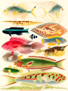 Great Barrier Reef Fishes from The Great Barrier Reef of Australia (1893) by William Saville-Kent (1845-1908). Digitally enhanced from our own original edition. Fig 1: Fringe-finned Trevally, Caranx ridiatus, MacLeay Fig 2: Dismond Trvally, Caranx Gallus, Lin Fig 3: Needle fish, amphisile scuata Fig 4: Blue banded coral fish, Labroides bicincta Fig 5: Striped Sole, Solea heterorhina, BLK Fig 6: Trigger fish, Centriscus scolopax, Cuv Fig 7: Banded Amphiprion, Amphiprion Clarkin (juv), Benn Fig 8: Crimson Coral Fish, Polyacanthus Queenslandioe Fig 9: Gold finned Coral fish, Labroides Aurpinna Fig 10: Horned trunk Fish, Ostracion cornutun, Lin Fig 11: Yellow tailed Glyphidodon, Glyphidodon Luteo-caudata Fig 12: crimson spotted goby, Gobius Douglasi Fig 13: Crimson scribbled Coral fish, Julis lunaris Fig 14: Blue breasted coral fish, Julis Cyano-ventor Fig 15: Alligator Pipe Fish, Gastrotokeus biaculeata, Bl. Free illustration for personal and commercial use.