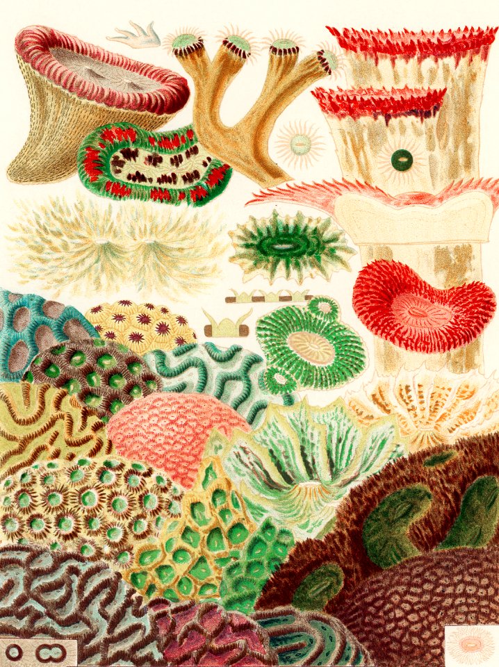 Great Barrier Reef Corals from The Great Barrier Reef of Australia (1893) by William Saville-Kent (1845-1908). Digitally enhanced from our own original edition.  Fig 1: Trachyphyllia amaranius  Fig 2 : Caulastroea Distorta  Fig 3 : Mussa Corymbosa  Fig 4 : Mussa Multilobata  Fig 5 : Prionastroea  Fig 6 : Favia Bowerbanki  Fig 7 : Coeloria  Fig 8 : Prionastroea  Fig 9 : Moseleya Latistellata  Fig 10 : Coeloria  Fig 11: Goniastroea eximia  Fig 12-13 : Tridacophyllia Laciniata  Fig 14 : Favia Amicorum  Fig 15-16 : Prionastroea robusta  Fig 17 : Sumphyllia sinuosa  Fig 18-19 : Coeloria Esperi  Fig 20 : Coeloria  Fig 21-22 : Goniastroea Grayi